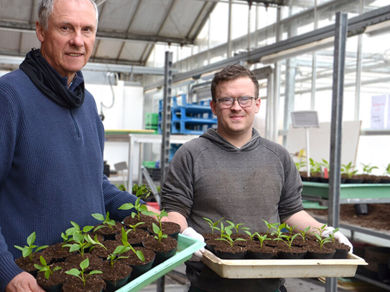 Hermann Wessels und Jonas Kreuznach mit Kisten voller Paprikajungpflanzen